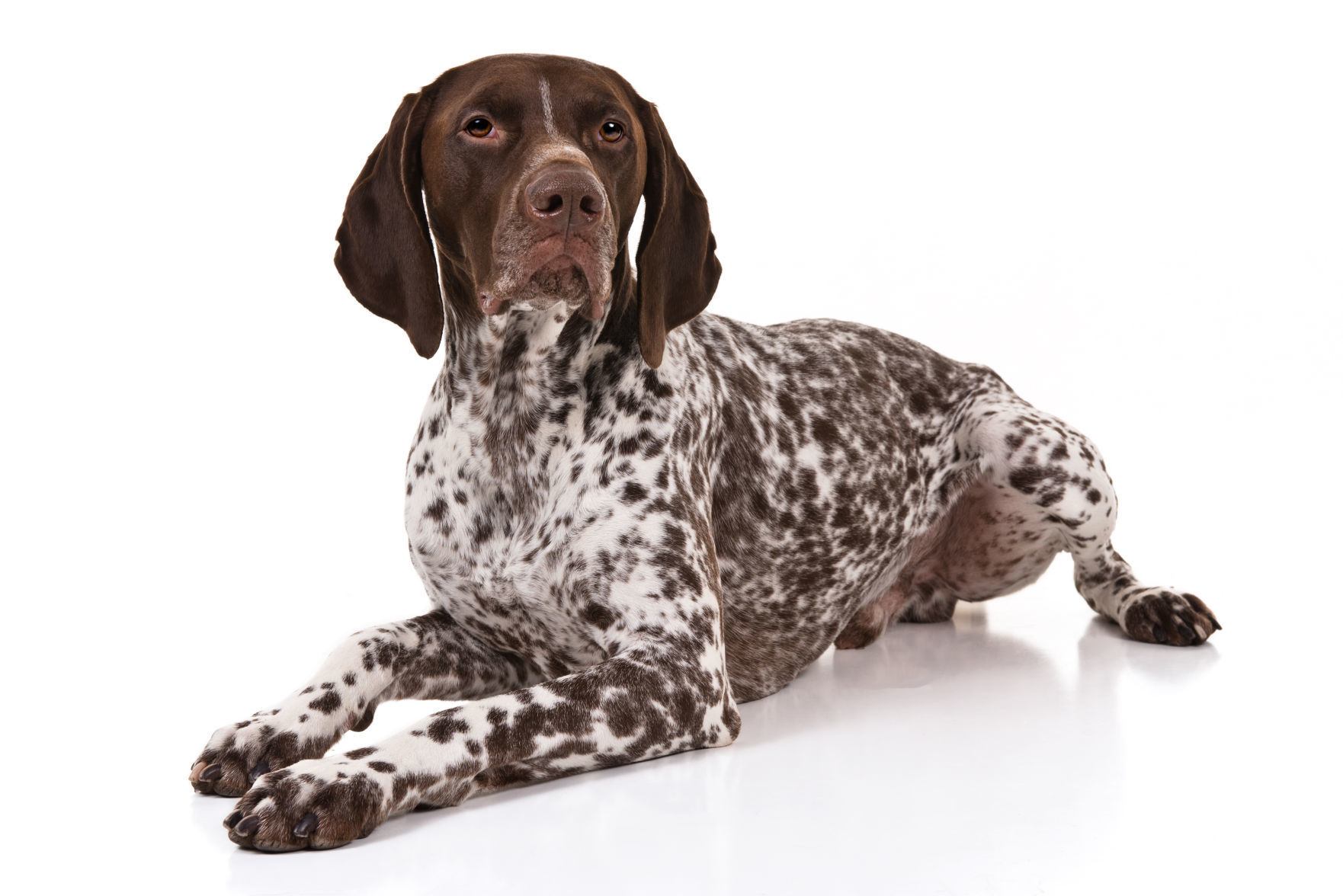 German shorthaired pointer